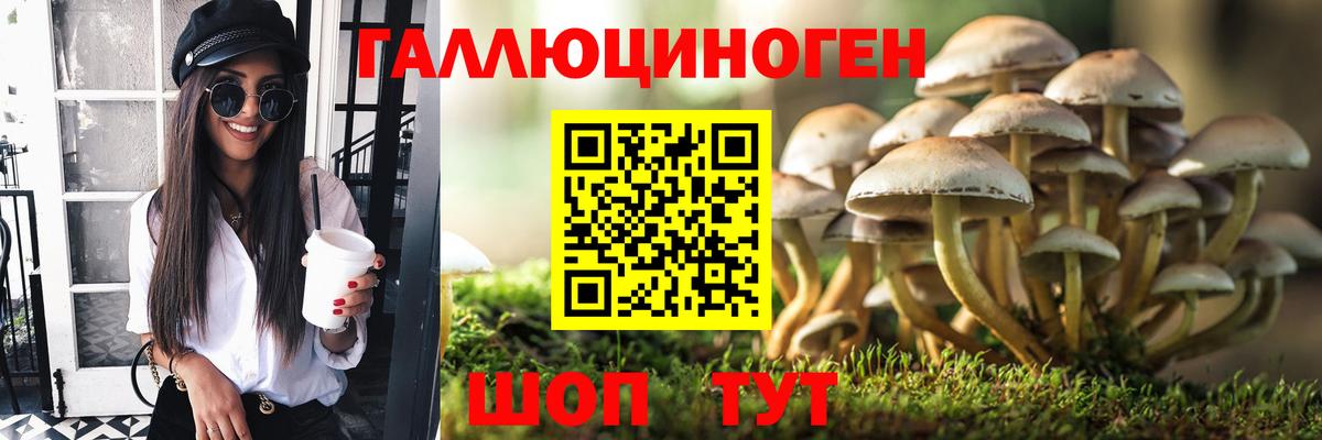 Псилоцибиновые грибы Cubensis Городец